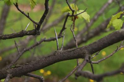 Crataegus coccinioides (Kansas Hawthorn), thorn, bark, branch