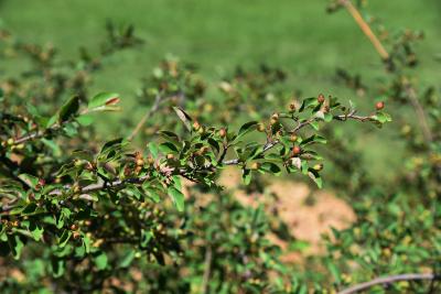 Cotoneaster zabelii (Zabel's Cotoneaster), infructescence
