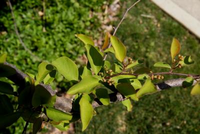 Cotoneaster multiflorus var. calocarpus (Showy Cotoneaster), leaf, new