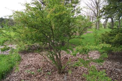 Cotoneaster zabelii (Zabel's Cotoneaster), habit, spring
