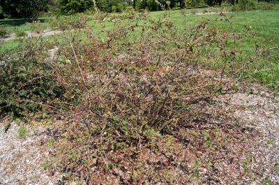 Cotoneaster zabelii (Zabel's Cotoneaster), habit, summer