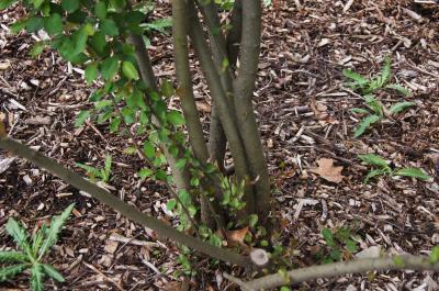 Cotoneaster zabelii (Zabel's Cotoneaster), bark, mature