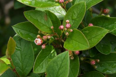 Cotoneaster lucidus (Hedge Cotoneaster), bud, flower