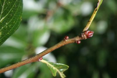Crataegus congestiflora (Hawthorn), bud, terminal