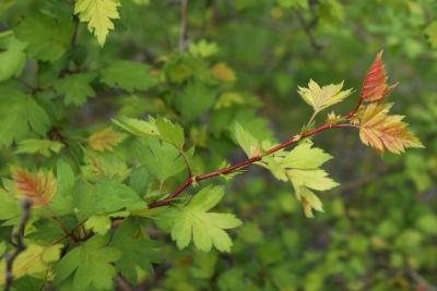 Crataegus calycina subsp. curvisepala (Hawthorn), bark, twig