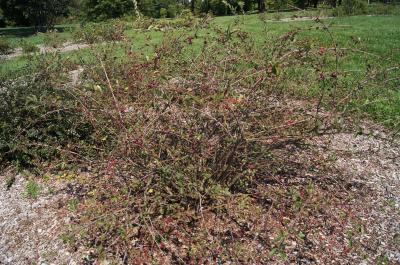 Cotoneaster zabelii (Zabel's Cotoneaster), habit, fall