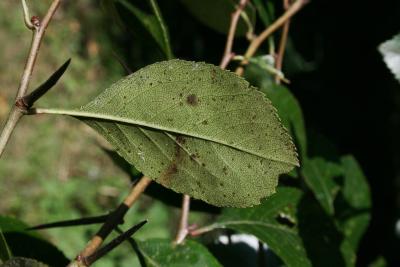 Crataegus congestiflora (Hawthorn), leaf, lower surface