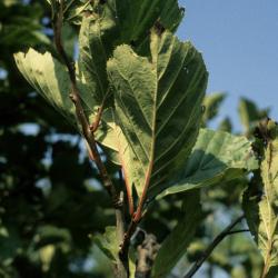 Crataegus calpodendron (Pear Hawthorn), leaf, lower surface