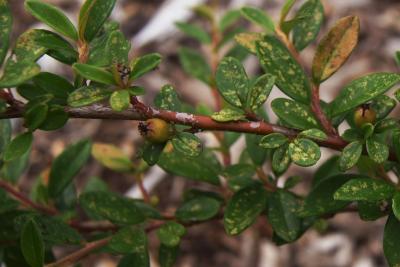 Cotoneaster dammeri (Bearberry Cotoneaster), bark, twig
