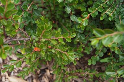 Cotoneaster horizontalis (Rock Cotoneaster), leaf, summer