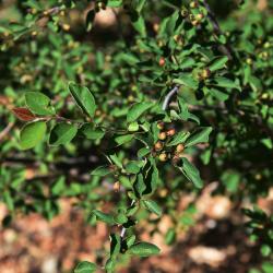 Cotoneaster zabelii (Zabel's Cotoneaster), fruit, immature