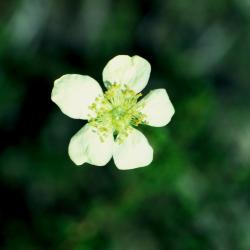 Purshia stansburyana (Stansbury's Cliff-rose), flower
