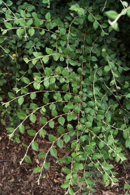 Cotoneaster dielsianus (Diels Cotoneaster), habit, summer