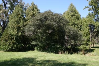 Crataegus congestiflora (Hawthorn), habit, fall