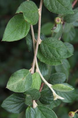 Cotoneaster dielsianus (Diels Cotoneaster), bark, twig, leaf, summer