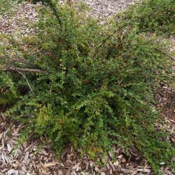 Cotoneaster horizontalis (Rock Cotoneaster), habit, summer