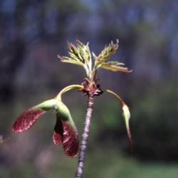 Acer saccharinum (silver maple), fruit and leaves
