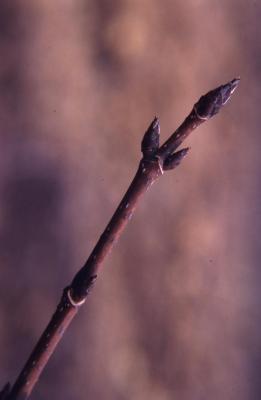 Acer saccharum (sugar maple), twig and buds