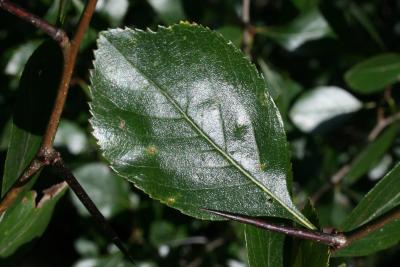 Crataegus congestiflora (Hawthorn), leaf, upper surface