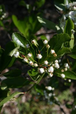 Crataegus crus, galli (Cockspur Hawthorn), bud, flower