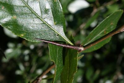 Crataegus congestiflora (Hawthorn), thorn