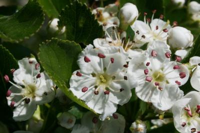 Crataegus crus, galli (Cockspur Hawthorn), flower, throat