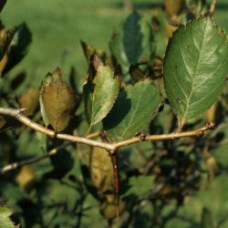 Crataegus douglasii (Black Hawthorn), bark, twig, leaf, upper surface