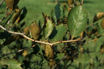 Crataegus douglasii (Black Hawthorn), bark, twig, leaf, upper surface