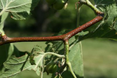 Crataegus mollis (Downy Hawthorn), bark, twig