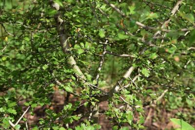 Crataegus laevigata (Whitethorn), habit, summer