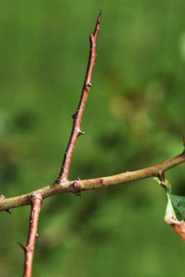 Crataegus laevigata (Whitethorn), bark, twig