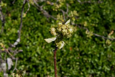 Crataegus mollis (Downy Hawthorn), bud, flower