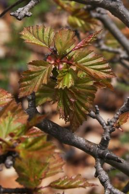 Crataegus lucorum (Hawthorn), leaf, new