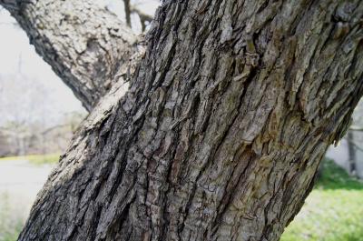 Crataegus mollis (Downy Hawthorn), bark, trunk