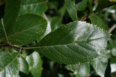 Crataegus congestiflora (Hawthorn), leaf, upper surface