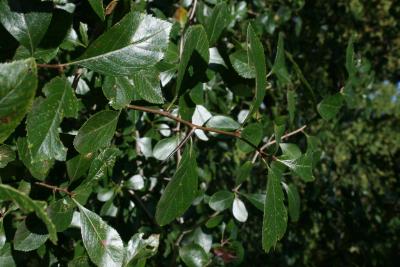 Crataegus congestiflora (Hawthorn), leaf, summer
