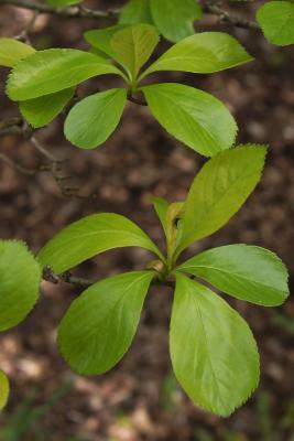 Crataegus crus, galli (Cockspur Hawthorn), leaf, new