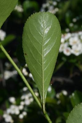 Crataegus crus, galli (Cockspur Hawthorn), leaf, lower surface