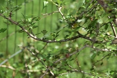 Crataegus laevigata (Whitethorn), bark, branch