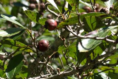 Crataegus crus, galli (Cockspur Hawthorn), fruit, mature