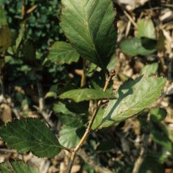 Crataegus douglasii (Black Hawthorn), leaf, summer
