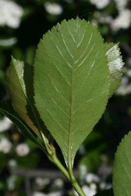 Crataegus crus, galli (Cockspur Hawthorn), leaf, lower surface