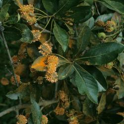 Crataegus crus, galli var. inermis (Thornless Cockspur Hawthorn), cedar hawthorn rust, leaf, summer