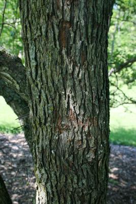 Crataegus crus, galli (Cockspur Hawthorn), bark, trunk