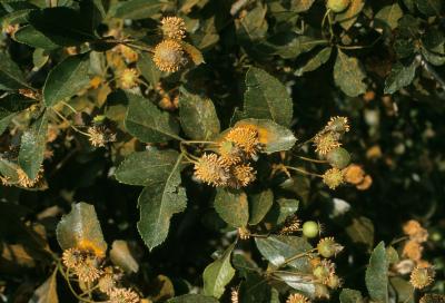 Crataegus crus, galli var. inermis (Thornless Cockspur Hawthorn), cedar hawthorn rust, leaf, summer