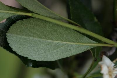 Crataegus crus, galli var. inermis (Thornless Cockspur Hawthorn), leaf, lower surface