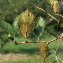 Crataegus douglasii (Black Hawthorn), bark, twig, leaf, lower surface