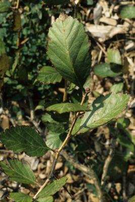 Crataegus douglasii (Black Hawthorn), leaf, summer