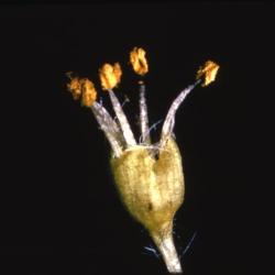 Acer saccharum (sugar maple), male flowers