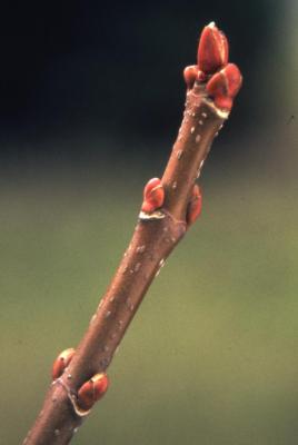 Acer saccharinum (silver maple), twig and buds, spring